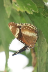 Hypolimnas bolina bolina