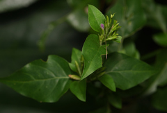 Hypoestes purpurea
