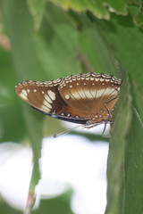 Hypolimnas bolina bolina