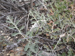 Pelargonium radulifolium
