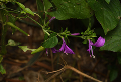 Hypoestes purpurea
