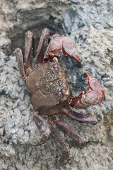 Episesarma chentongense