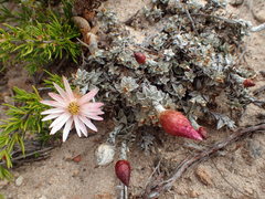 Syncarpha canescens tricolor