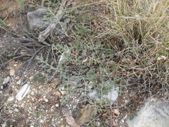 Pelargonium radulifolium