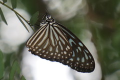 Ideopsis vulgaris macrina