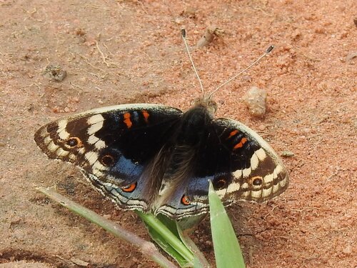 Blue Pansy