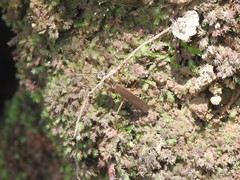 Spilomantis occipitalis