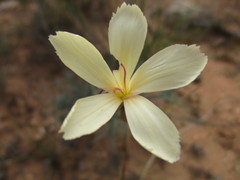 Dianthus caespitosus