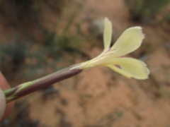 Dianthus caespitosus