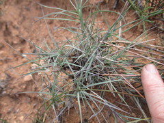 Dianthus caespitosus