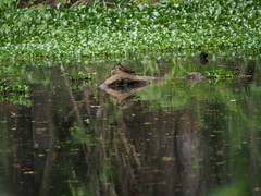 Pseudemys peninsularis