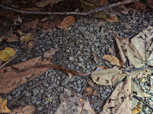 Ringed Kukri Snake