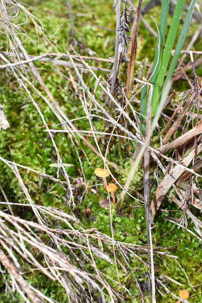 Rickenella fibula · July 2025 · photo: © em_lamond (iNaturalist, cc-by)