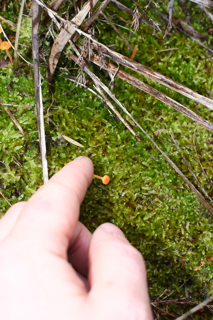 Rickenella fibula · July 2025 · photo: © em_lamond (iNaturalist, cc-by)