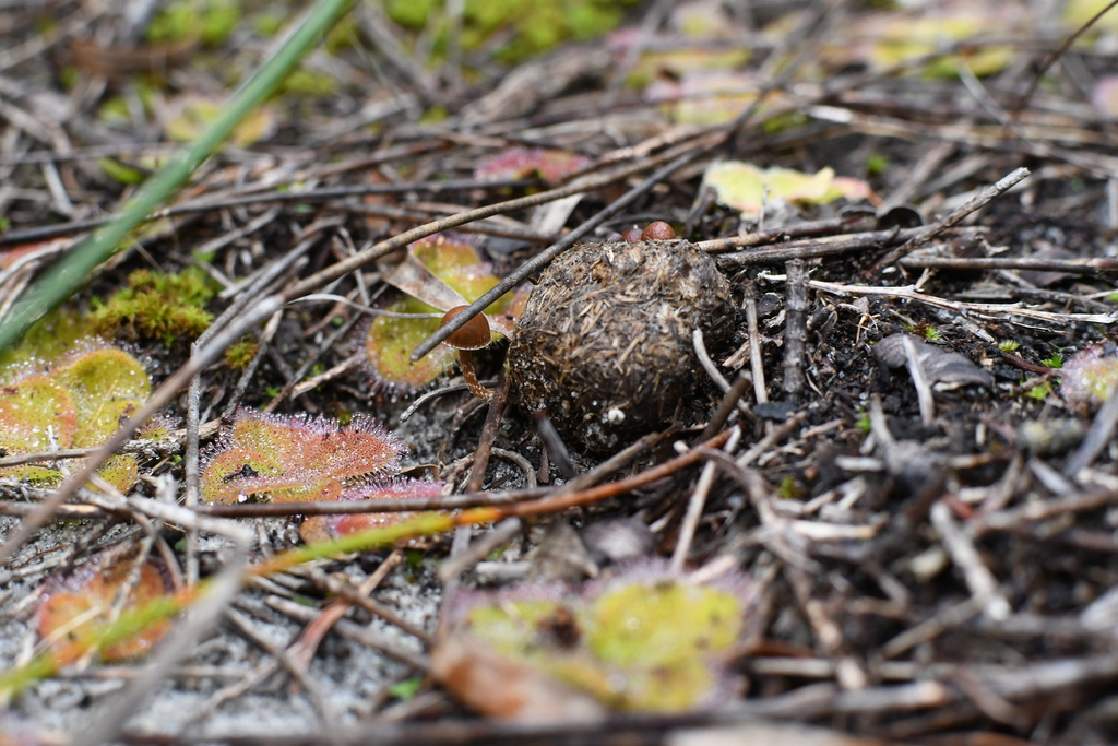 Deconica coprophila · July 2025 · photo: © em_lamond (iNaturalist, cc-by)