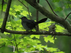 Dumetella carolinensis image