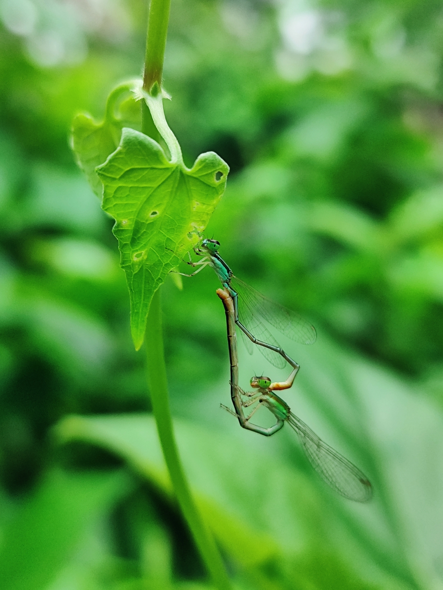 Pygmy Dartlet