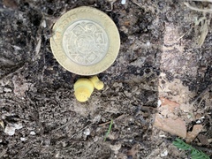 Leucocoprinus