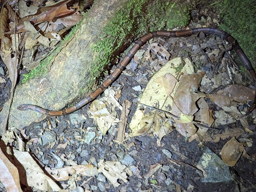 Ringed Kukri Snake