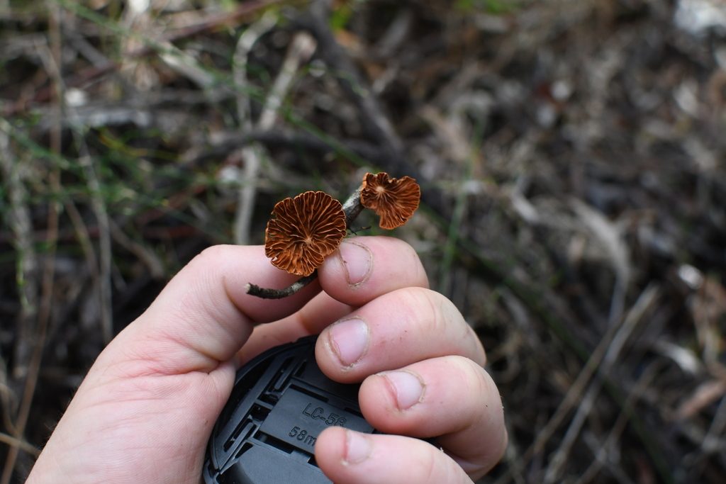 Anthracophyllum archeri · July 2025 · photo: © em_lamond (iNaturalist, cc-by)