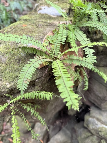 Asplenium formosum observed 2025-07-02