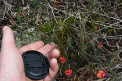 Chorizema ilicifolium, photograph (c) Em Lamond, some rights reserved (CC BY)