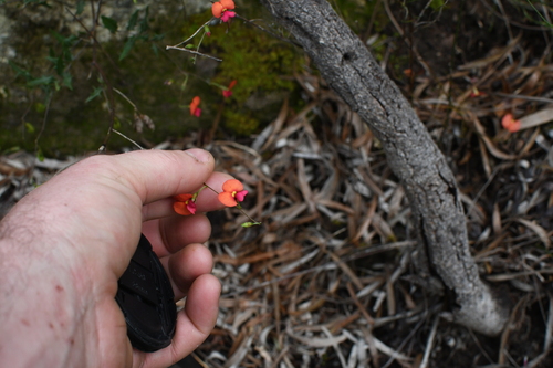 Chorizema ilicifolium, photograph 5