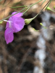 Agalinis setacea