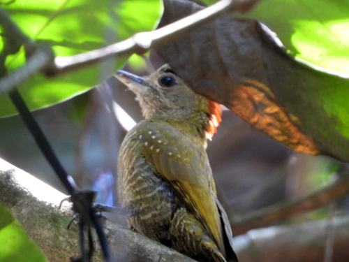 Little Woodpecker