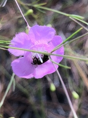Agalinis setacea