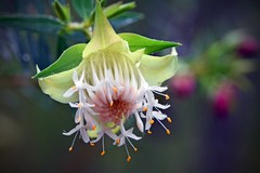 Pimelea spectabilis