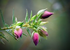Pimelea spectabilis