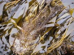 Desmarestia aculeata