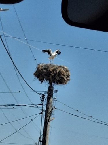European White Stork