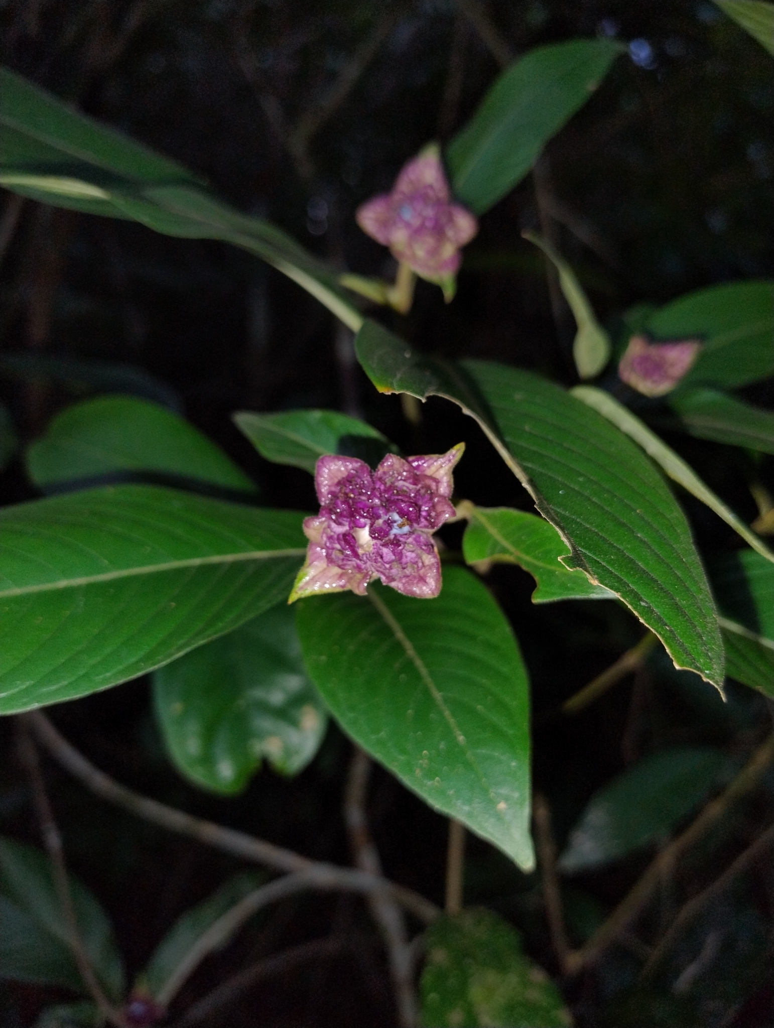 Palicourea bracteocardia