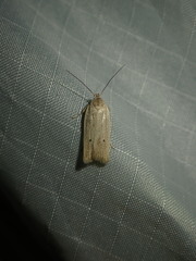 Gonioterma mistrella