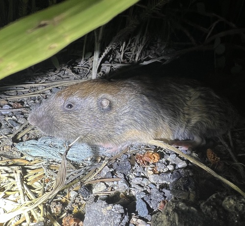 Northern Pocket Gopher