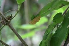 Phaedropsis
