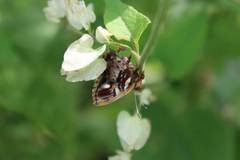 Anteros carausius carausius