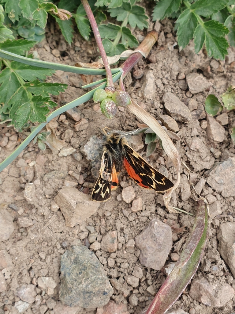 Chelis glaphyra