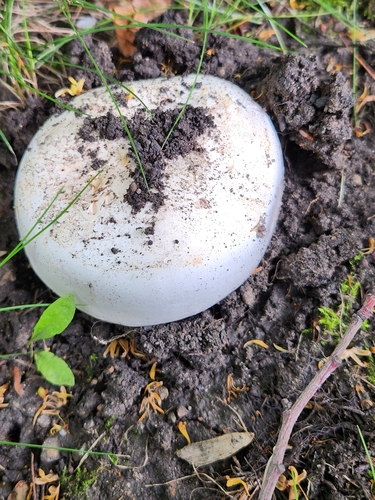 Наблюдение на iNaturalist