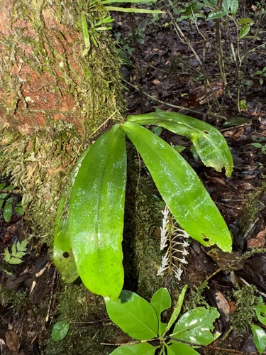 Aerangis macrocentra, photograph 4