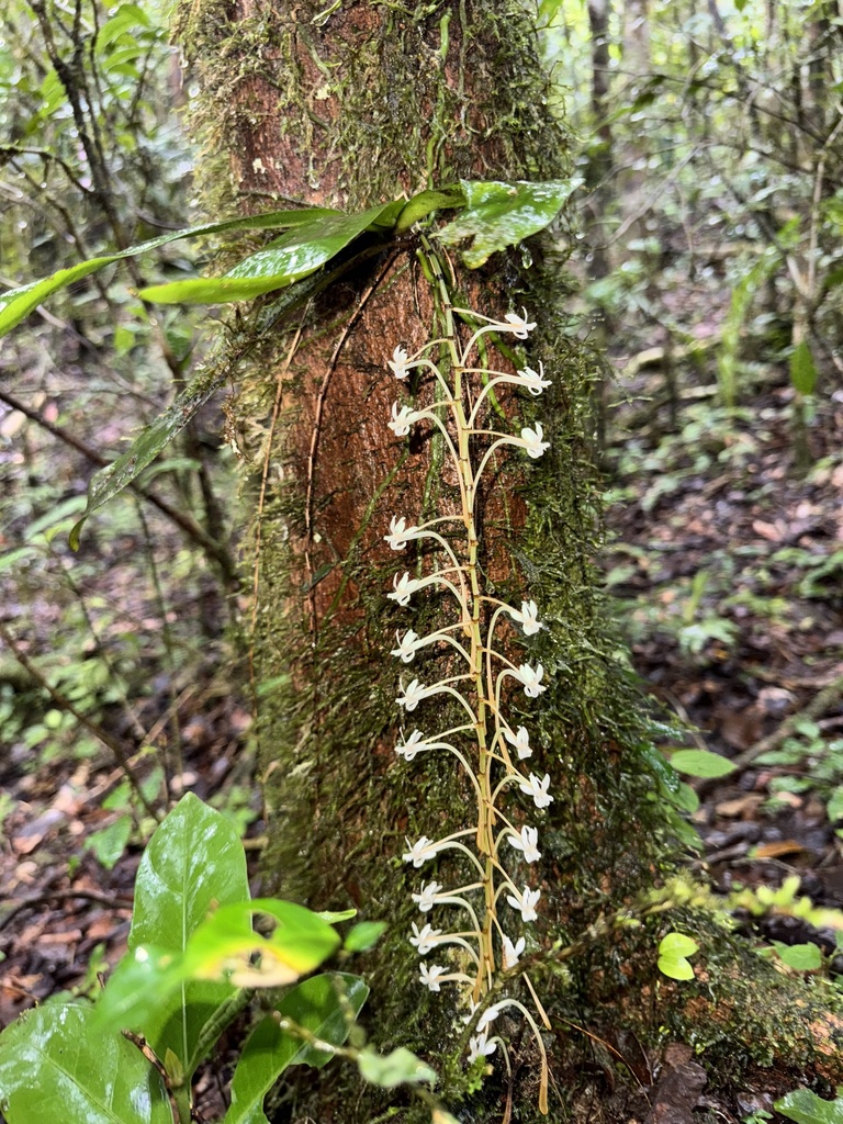 Aerangis macrocentra