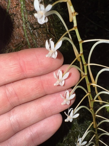 Aerangis macrocentra, photograph 5