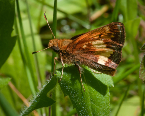 Hobomok Skipper photo 4