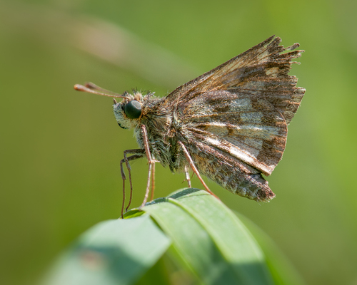 Peck's Skipper photo 3