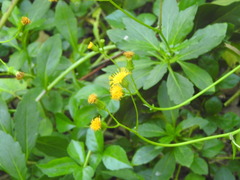 Gynura divaricata