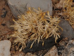 Langloisia setosissima