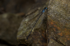Coeliccia flavicauda