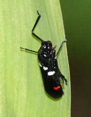Callitettix versicolor